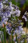 Agapanthus ‘AMB001’ ‘Fireworks’ from Fairweather’s Nursery